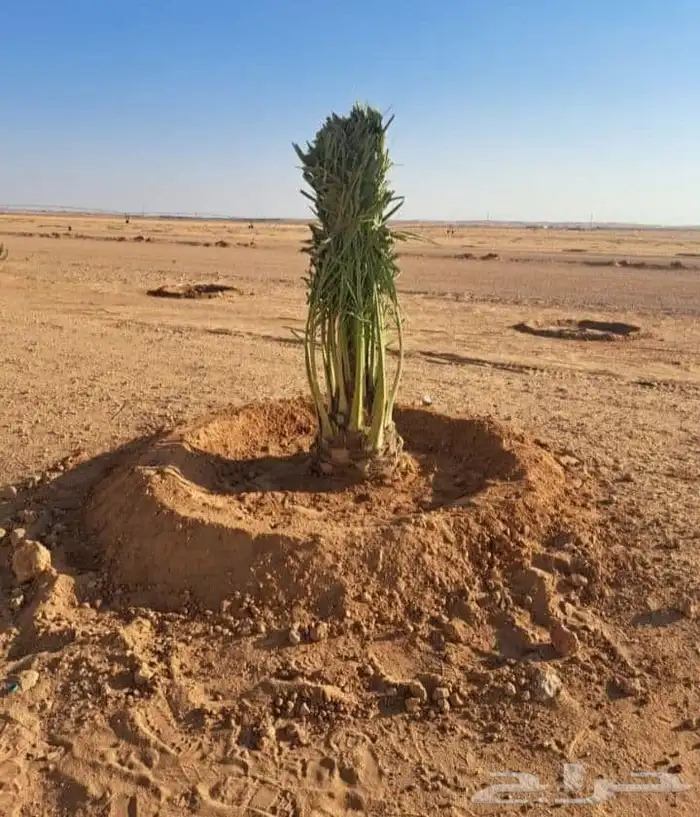 يوجد لدين جميع أنواع انخيل ونوصل في انح المملكة 3