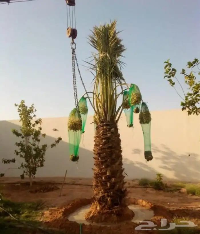 نخل للبيع وتركيب الشبوك القصيم 3