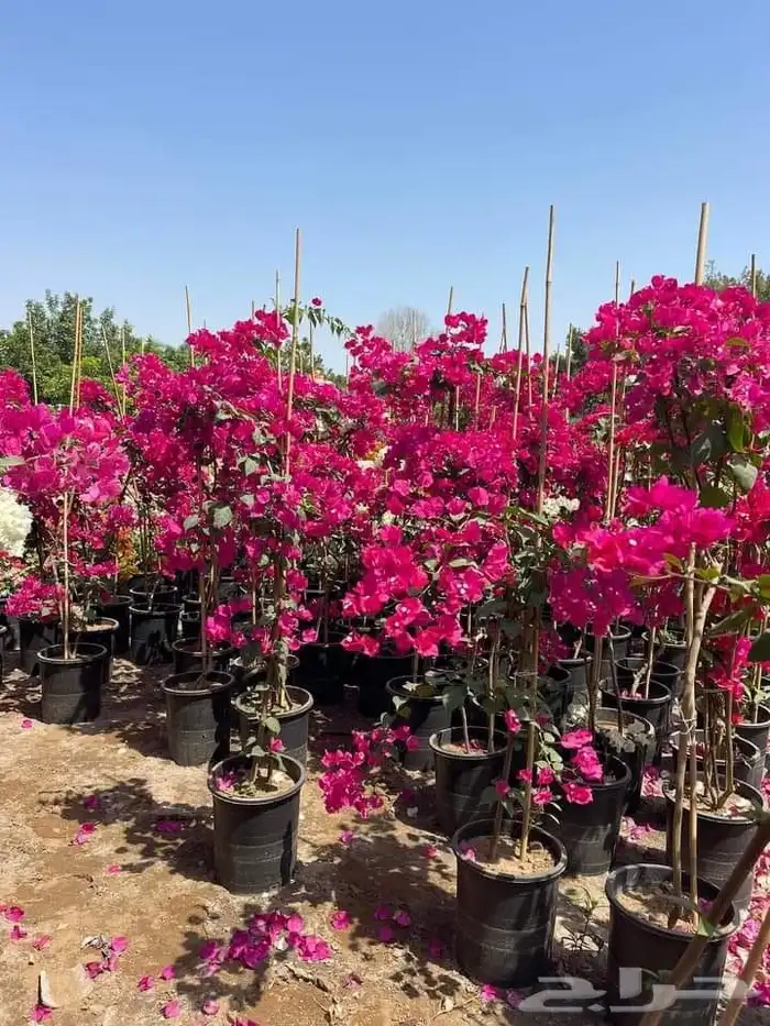 مشتل تنسيق حدائق 6