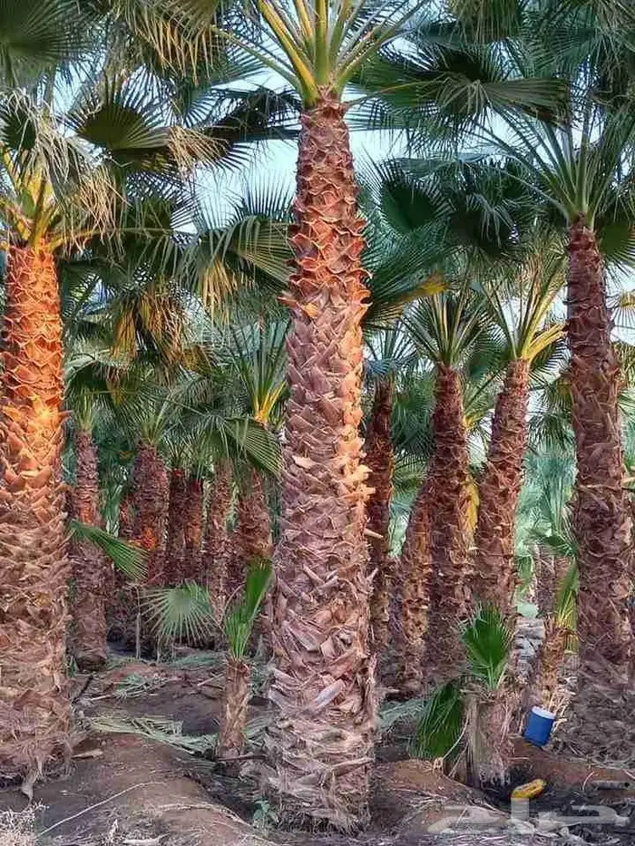 نخيل واشنطني وعربي 3