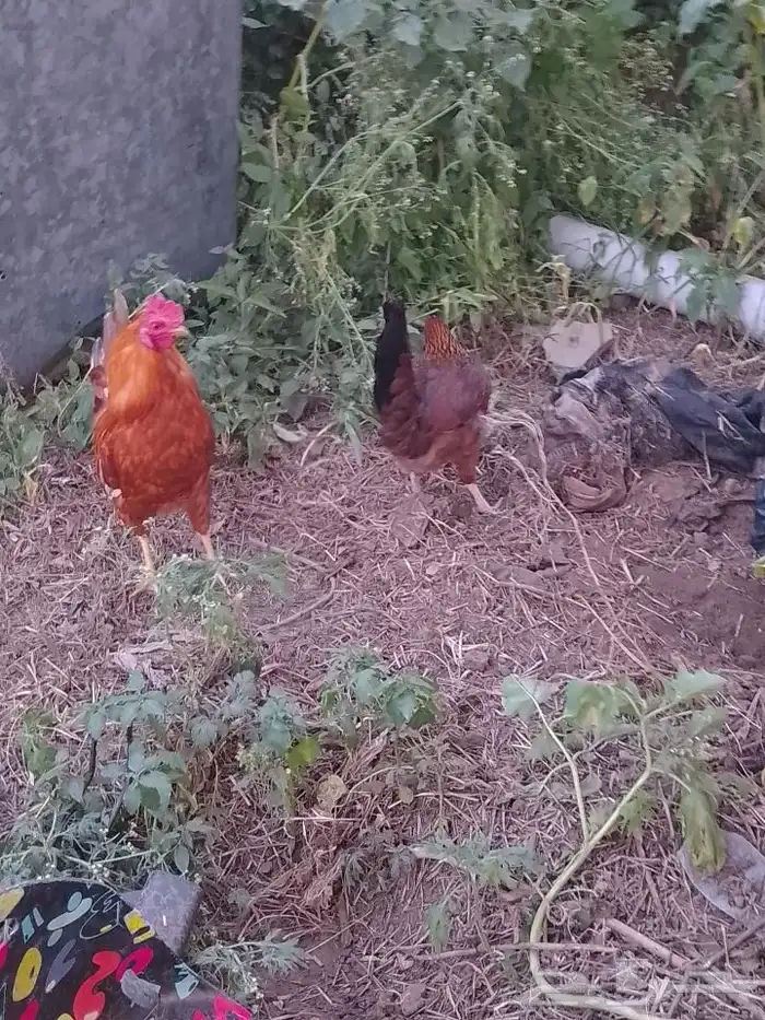 ديك بلدي و دجاجة مهجن بلدي مع باكستاني 0