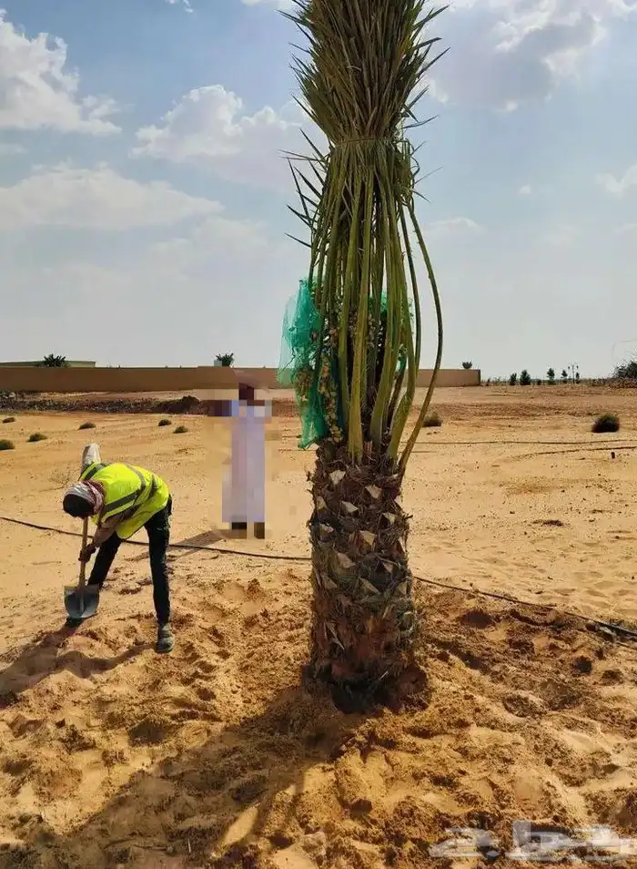 لدينا جميع انواع النخيل العربي والواشنطن 3