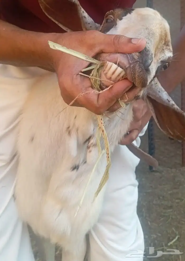 تيس فحل للبيع 3