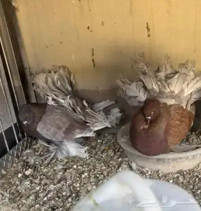 حمام رقاص index