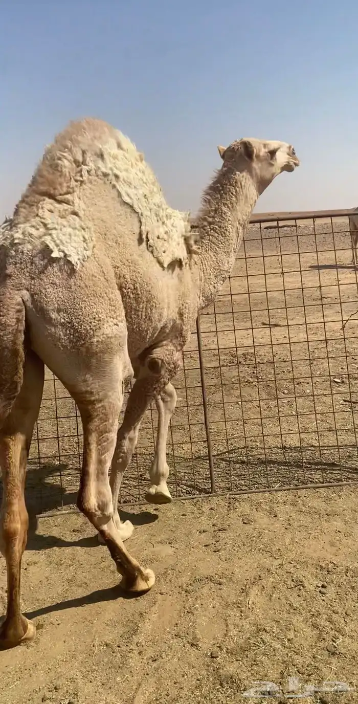 عشرا شقحا منتج 4