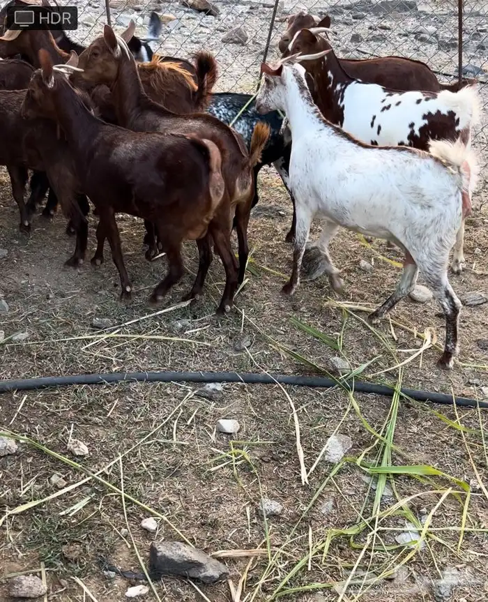 غنم دهم صنف محايليات 6