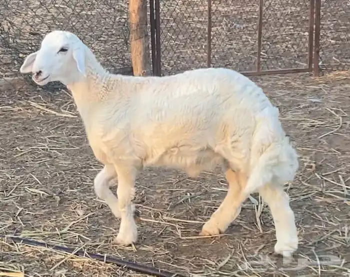 خروف حري كفو 5