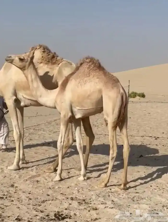 للبيع بكرة فطيم جاهزه للربطة ( هجن ) 1