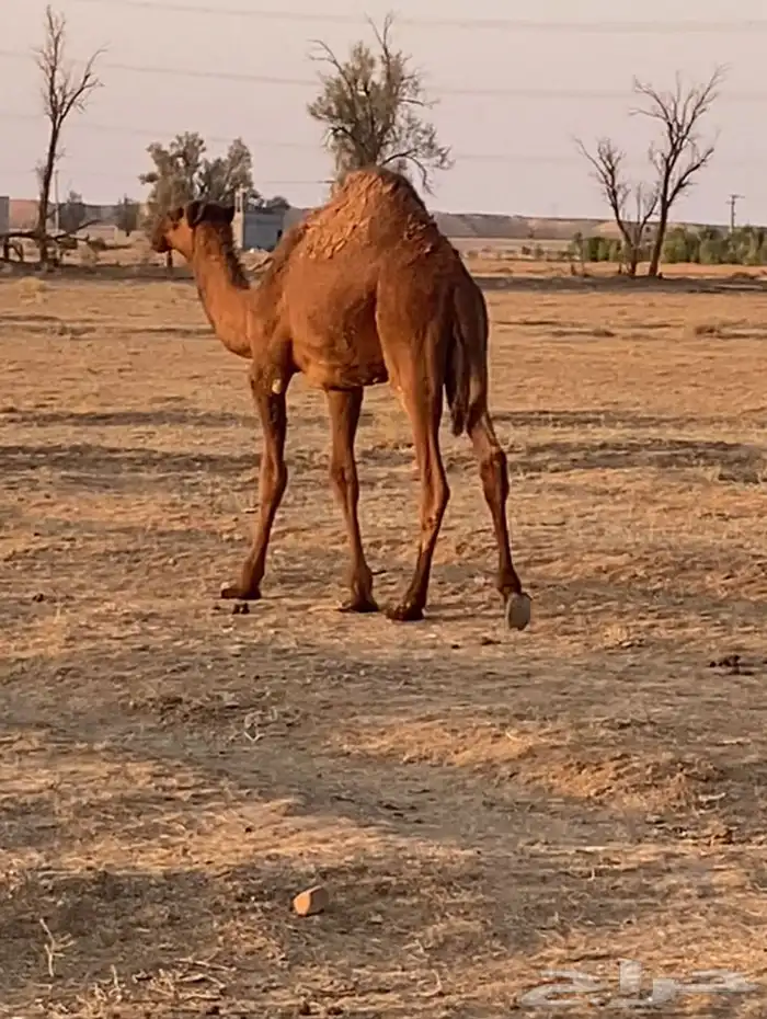 حاشي بري لباني على حليب أمه 3