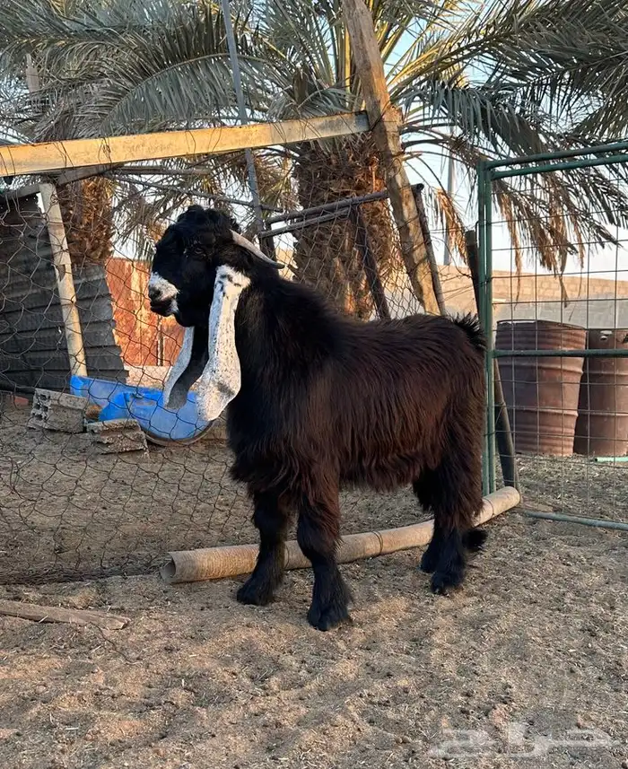 تيس عارضي طيب 1