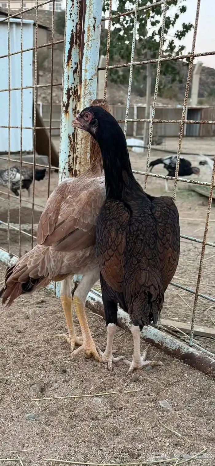 دجاج باكستاني 5