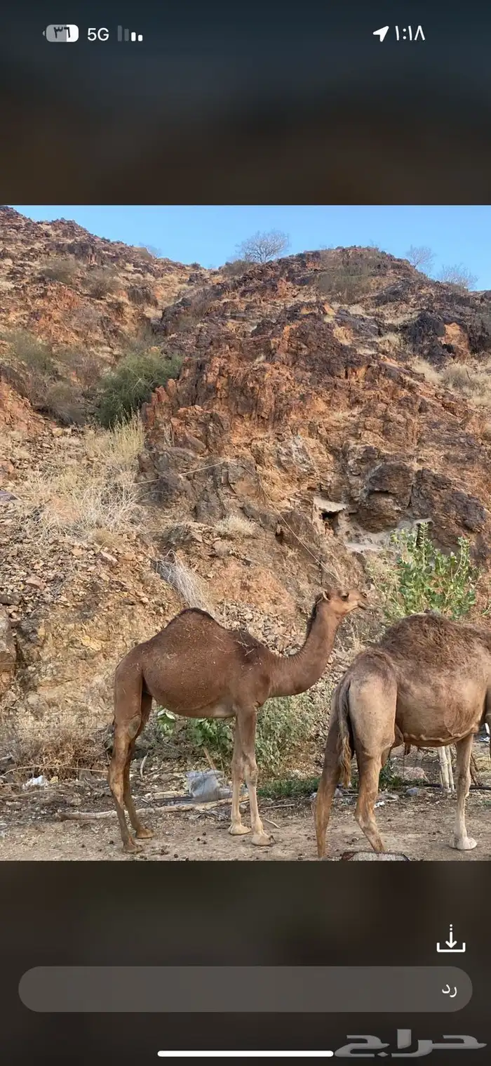 جمل للبيع 3