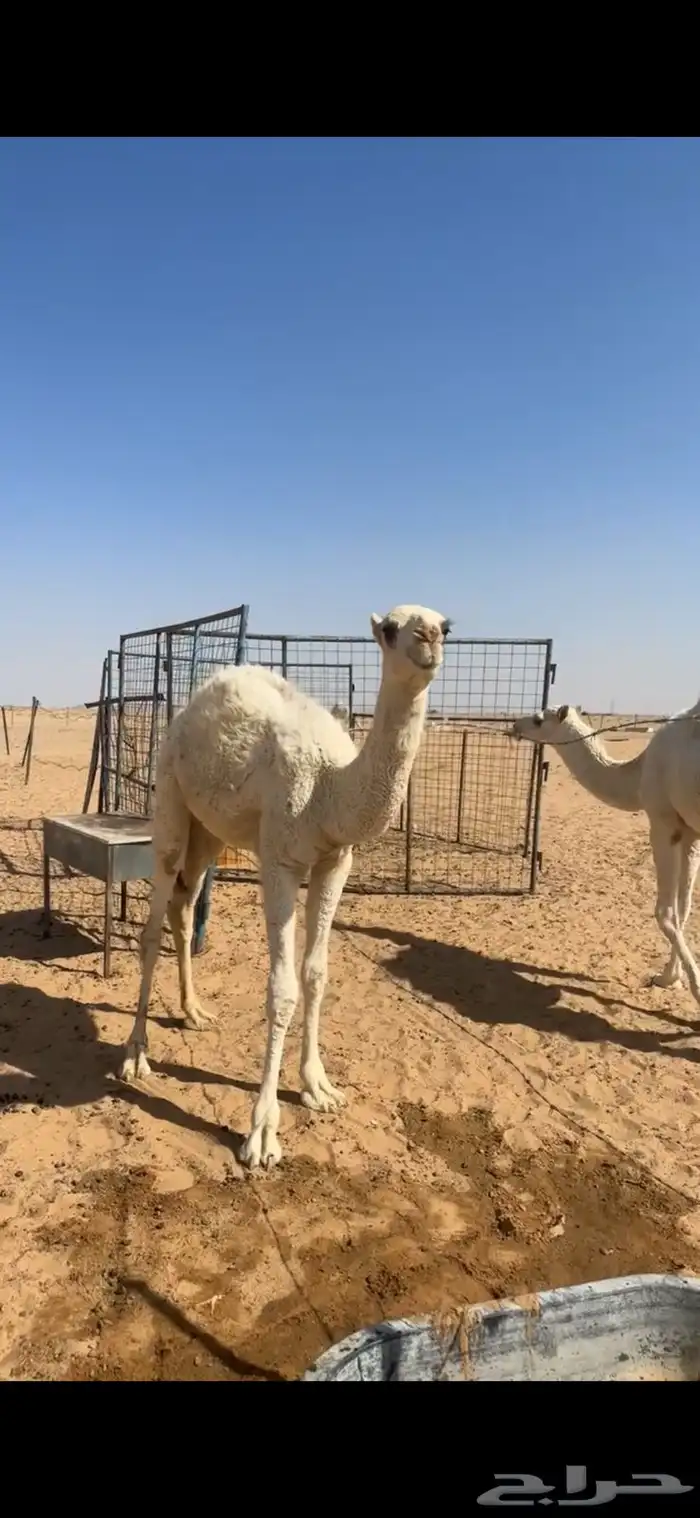 حواره وضحا بكره 1