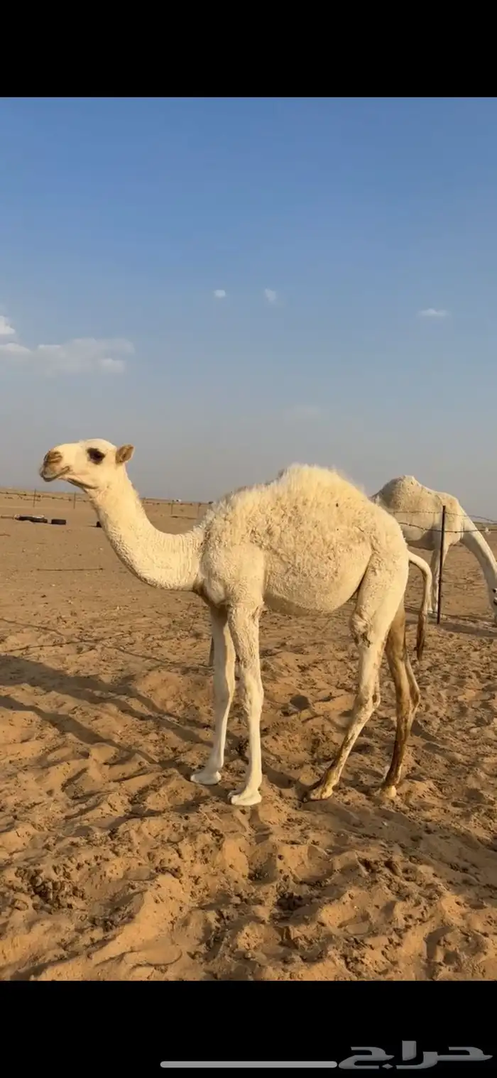 حواره وضحا بكره 0