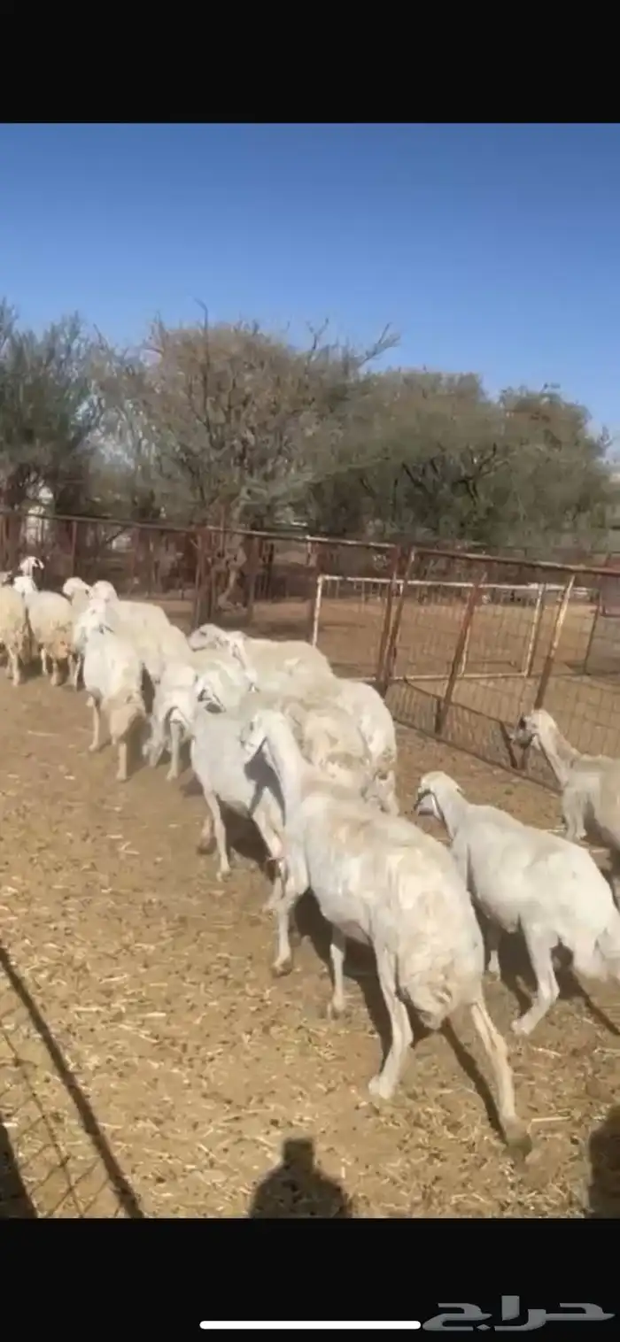 للبيع غنم حريات 2