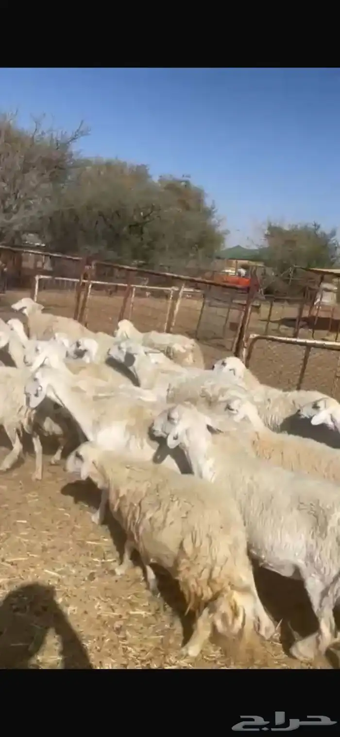 للبيع غنم حريات 0