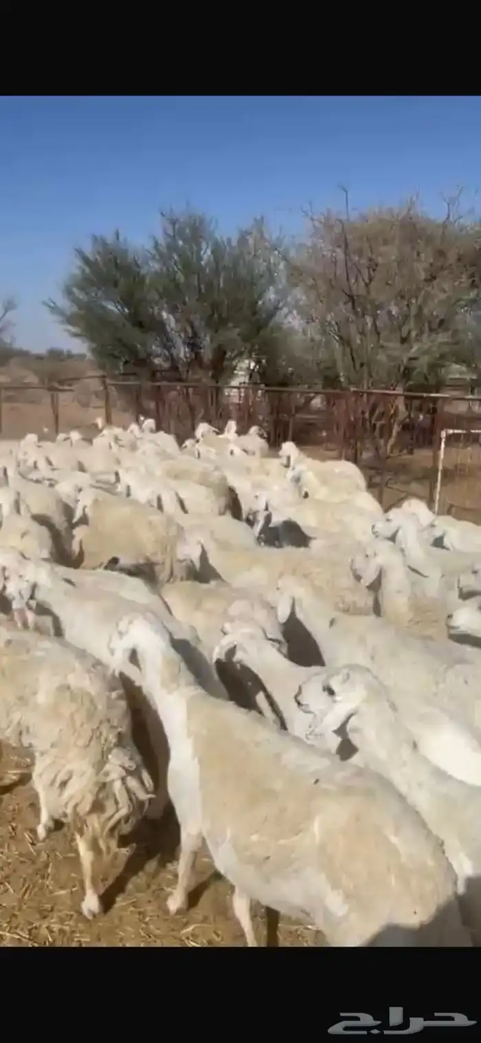 للبيع غنم حريات 1