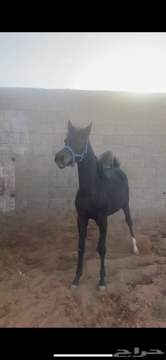 فرس وبنتها 2