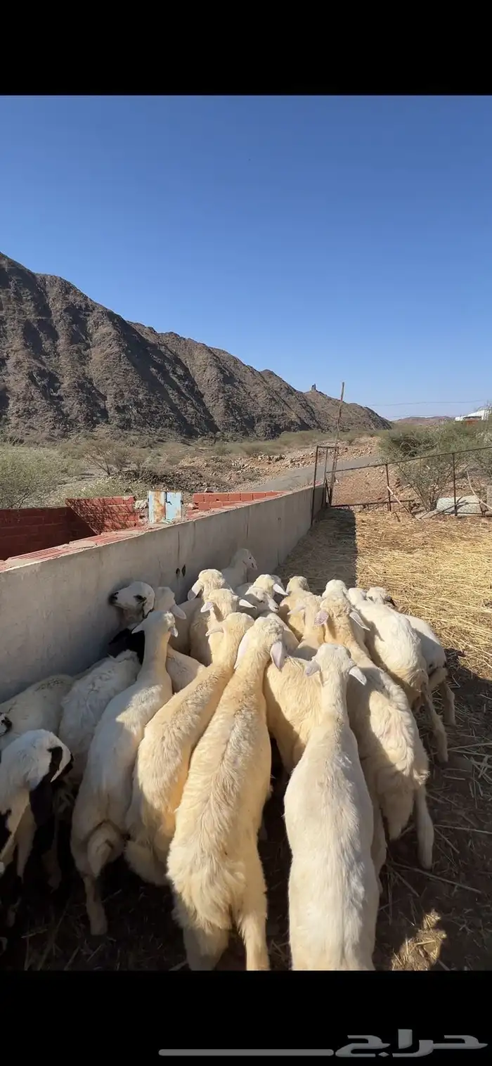 طليان ورخال 0