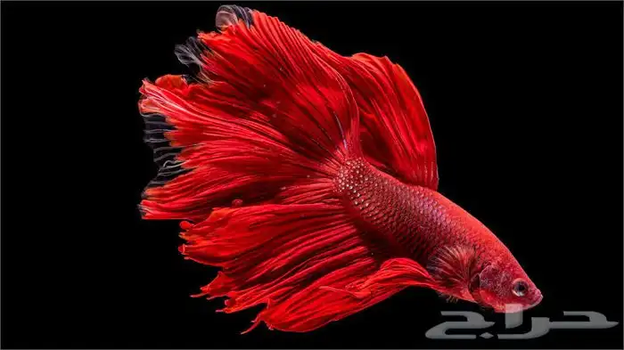 حوض سمك بكل المعدات و سمك 12