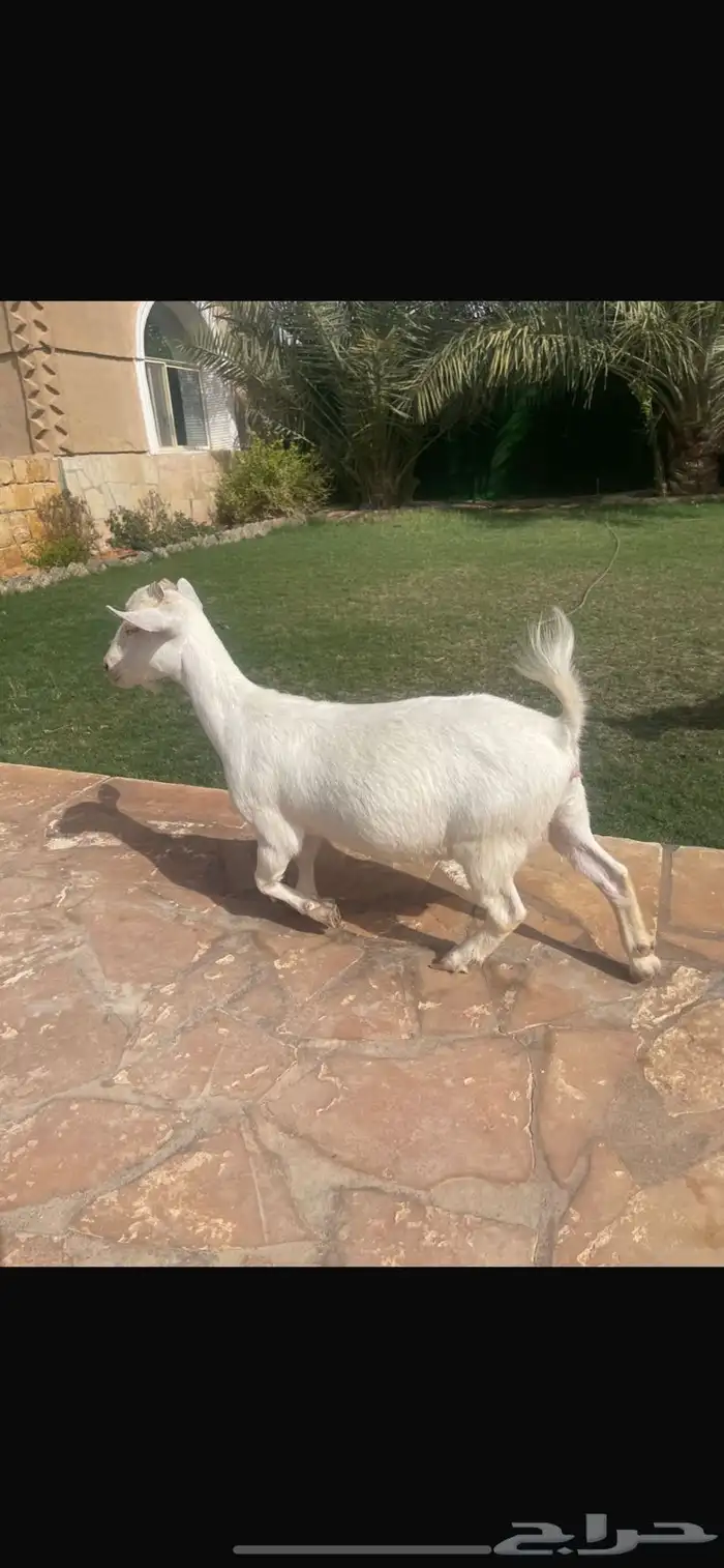 عنز قزميه - الرياض المزاحمية تبراك 0