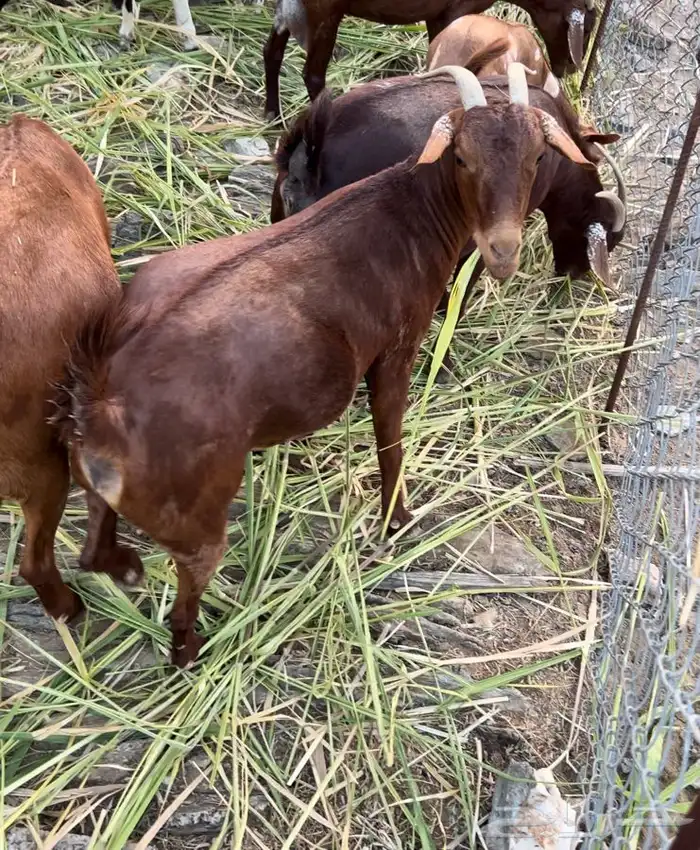 غنم دهم صنف محايليات 2