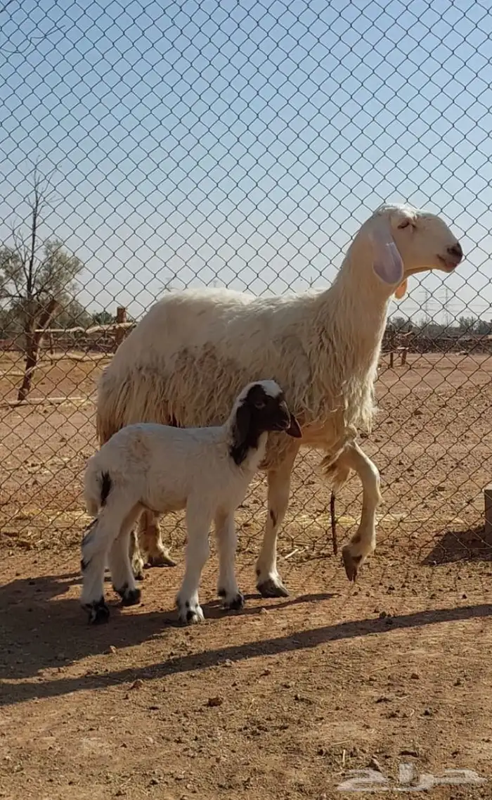 بيعن الله يربحه ويبارك له جذعات ولد 1