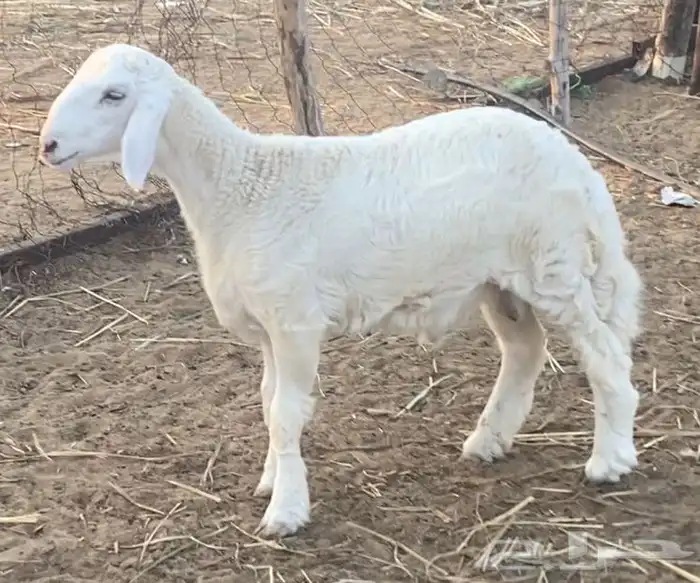 خروف حري كفو 2