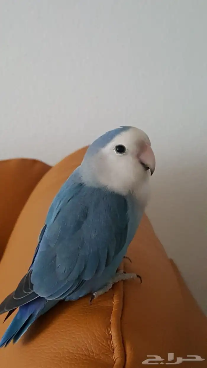 روزات اليفه جميع الالوان 8