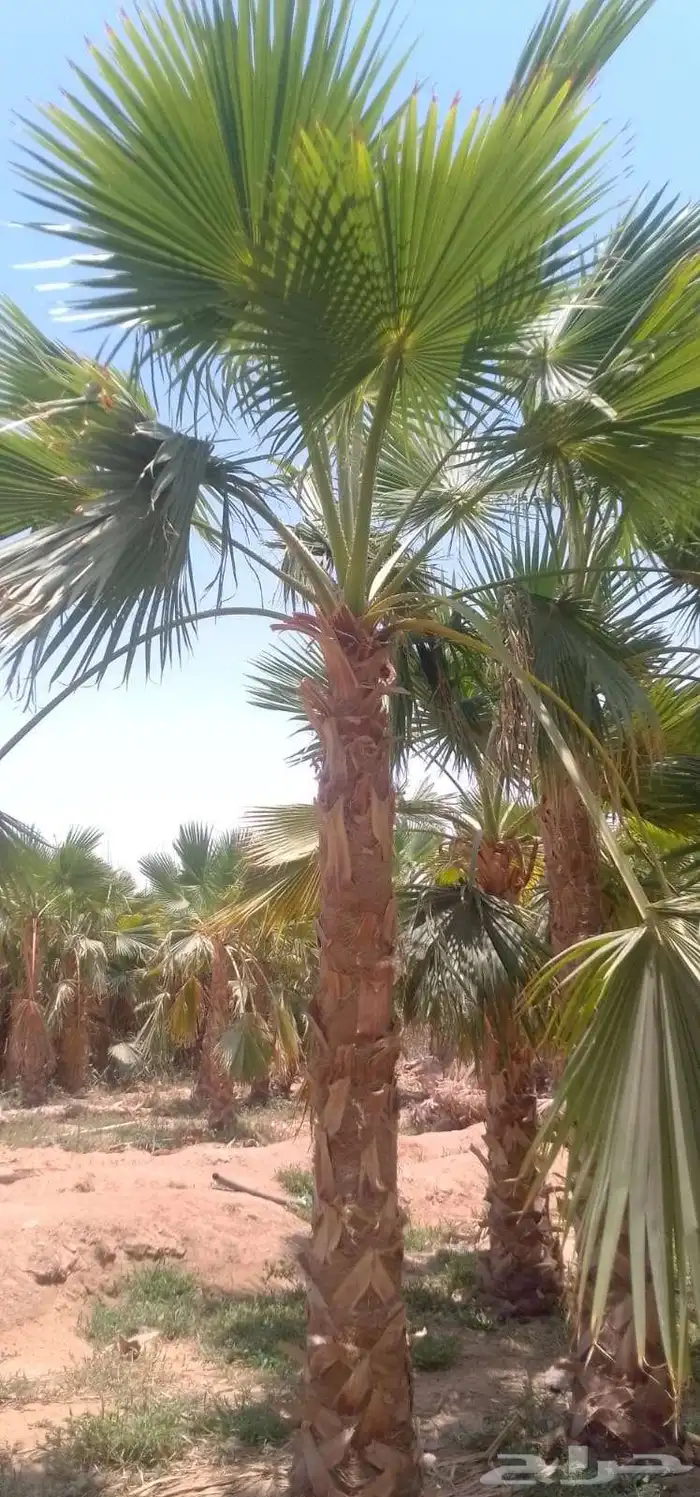 نخل واشنطني واشنطني زينه 4