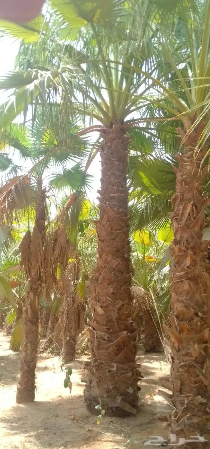 نخل واشنطني واشنطني زينه 1