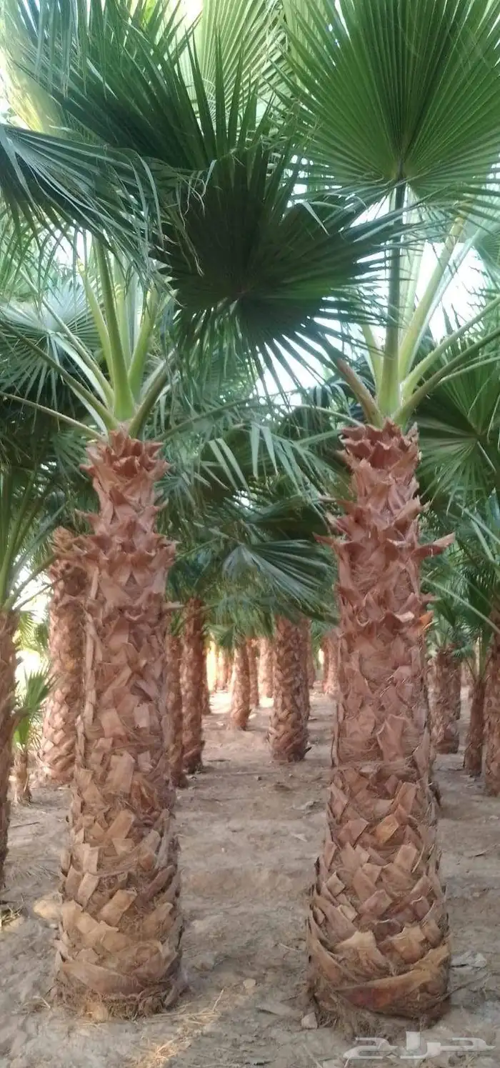 نخل واشنطني واشنطني زينه 3