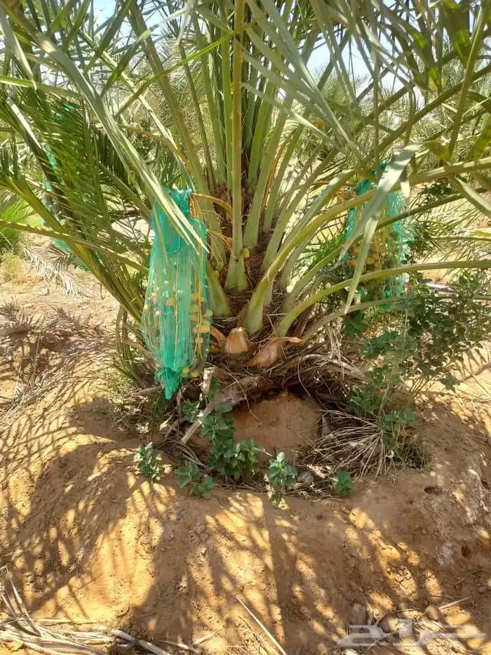 نخيل واشنطني وعربي 8