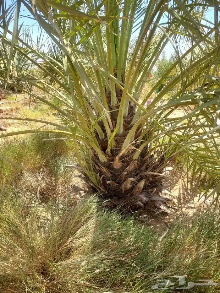 نخل للبيع نخل القصيم جثايث فروخ ونانه صقعي مجدول سكري خلاص 6