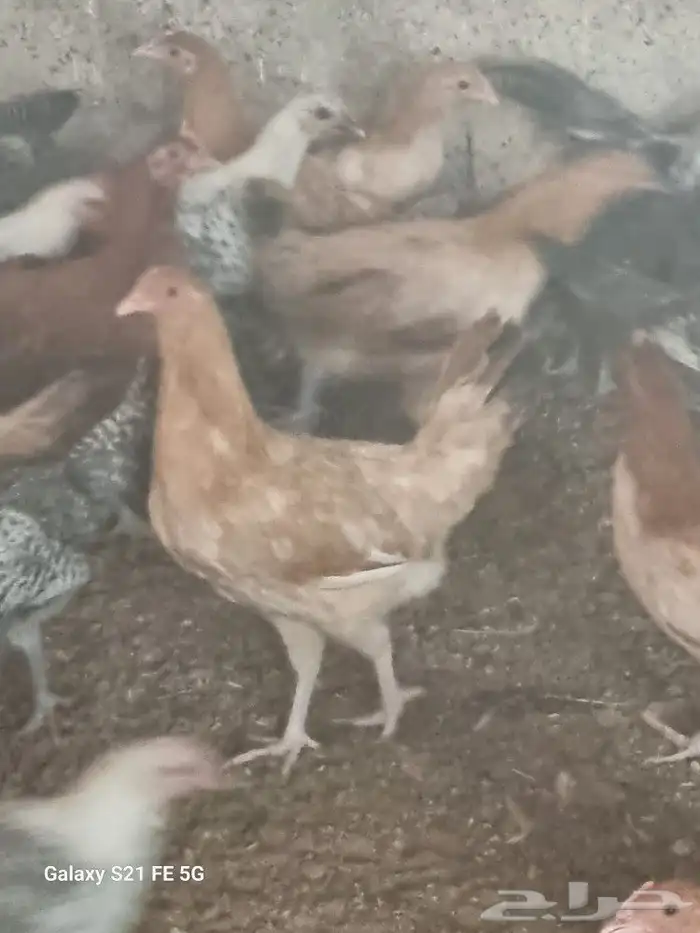 دجاج بلدي بياض 2