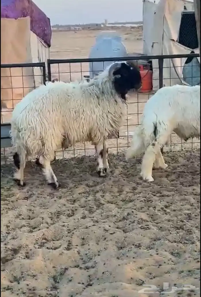 خروف نعيمي 2