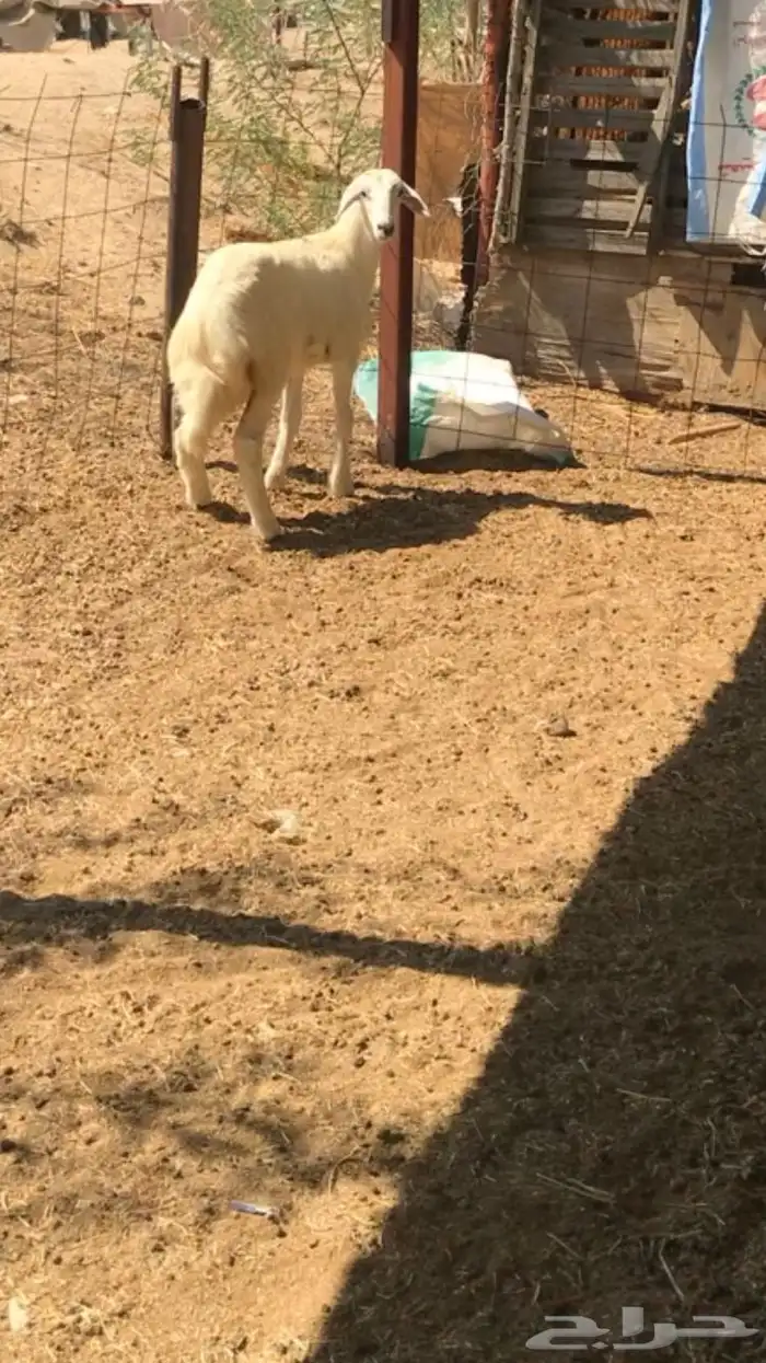رخل حريه ذبيح او مقنا 3