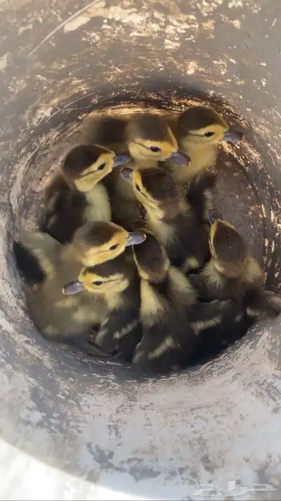 فروخ بط للبيع . 0