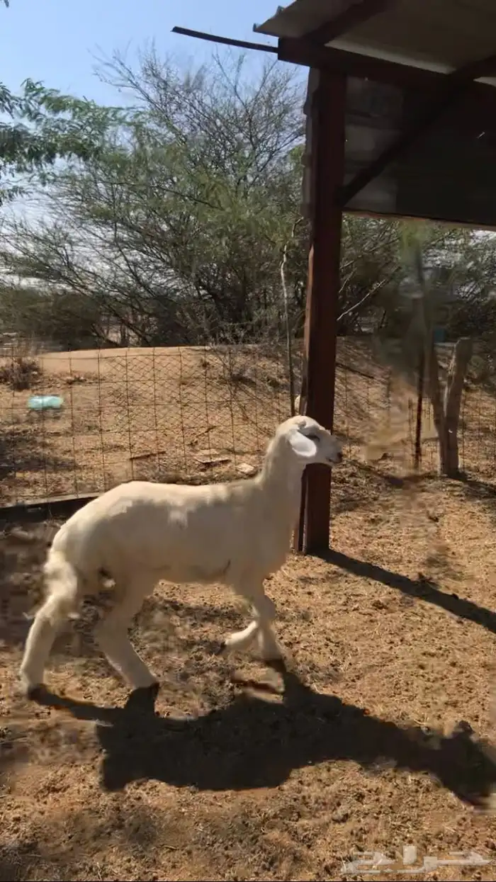 رخل حريه ذبيح او مقنا 1