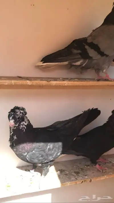 ذكور قنادي index