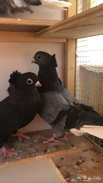 ذكور قنادي index