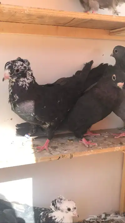 ذكور قنادي index