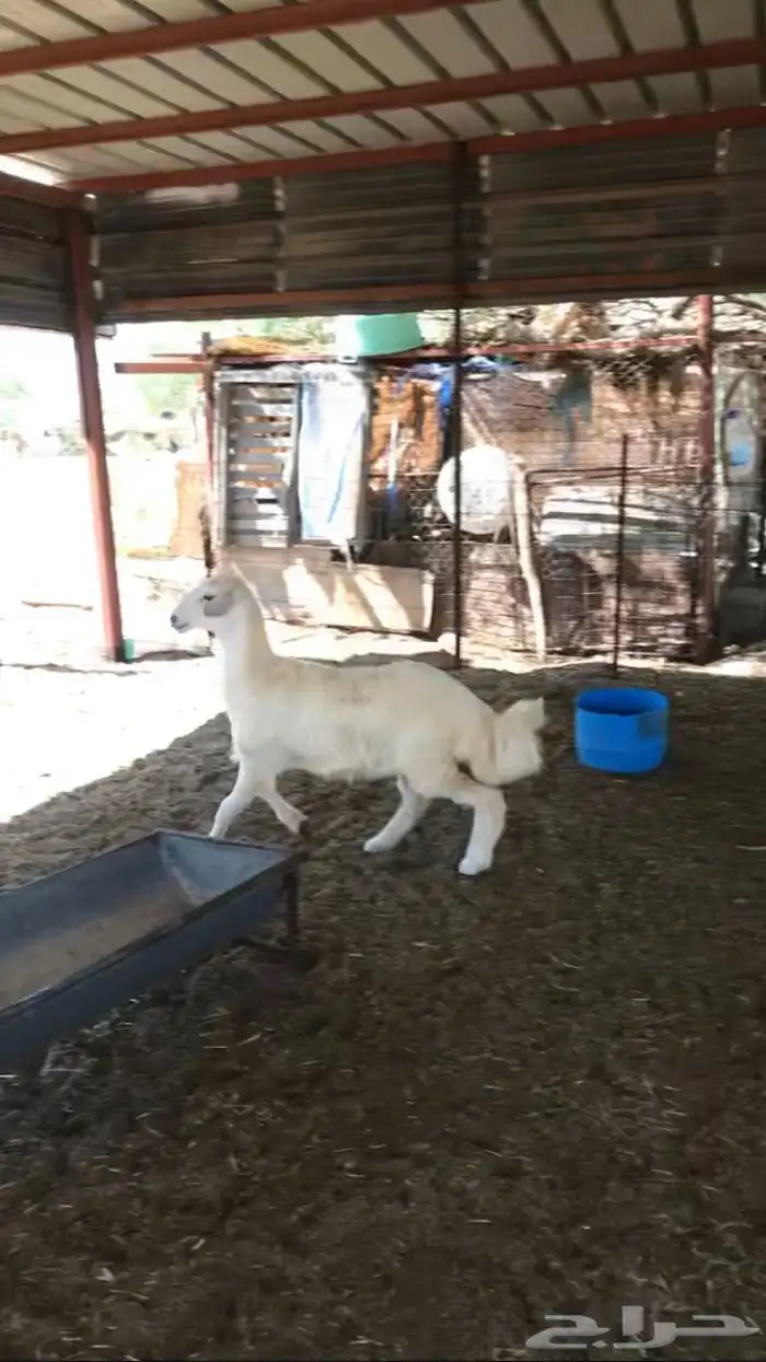 رخل حريه ذبيح او مقنا 2