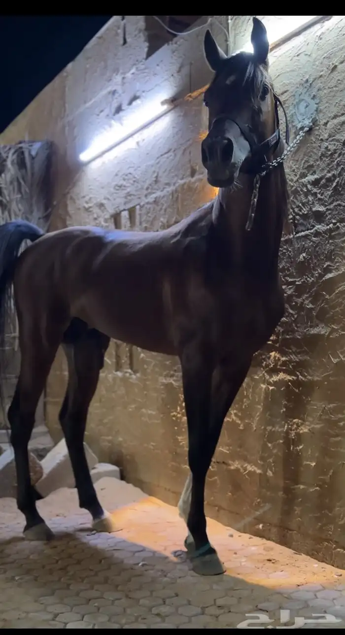 فحل متاح للتشبية لوجة الله تعالى 0