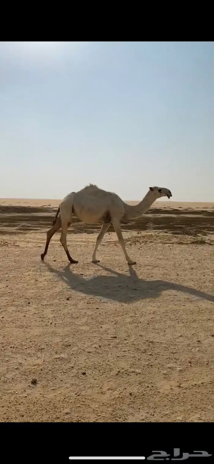 مفروده باتلية 0