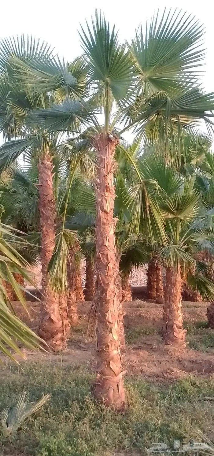 نخل واشنطني واشنطني زينه 6