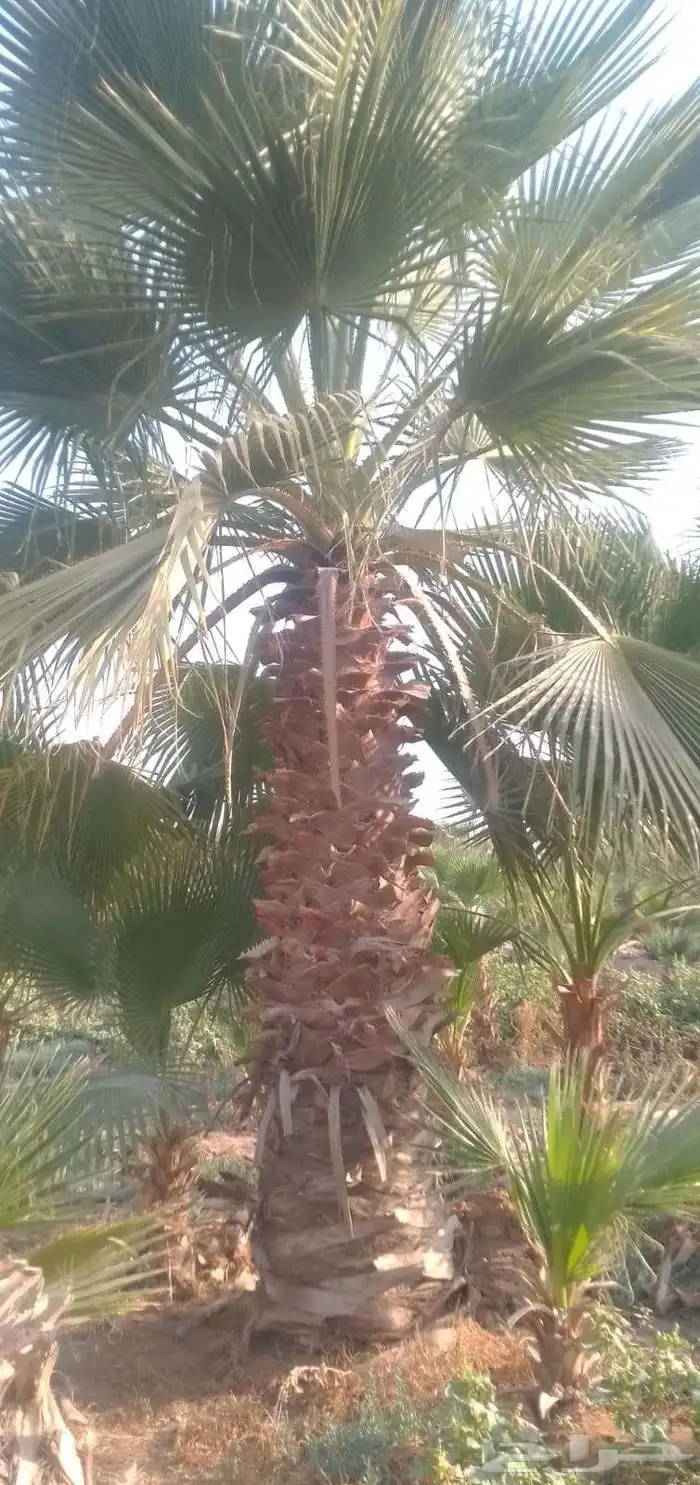 نخل واشنطني واشنطني زينه 7