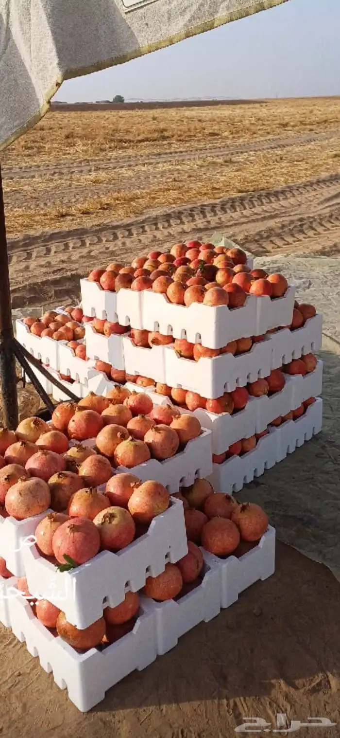 رمان متوفر كميات 0