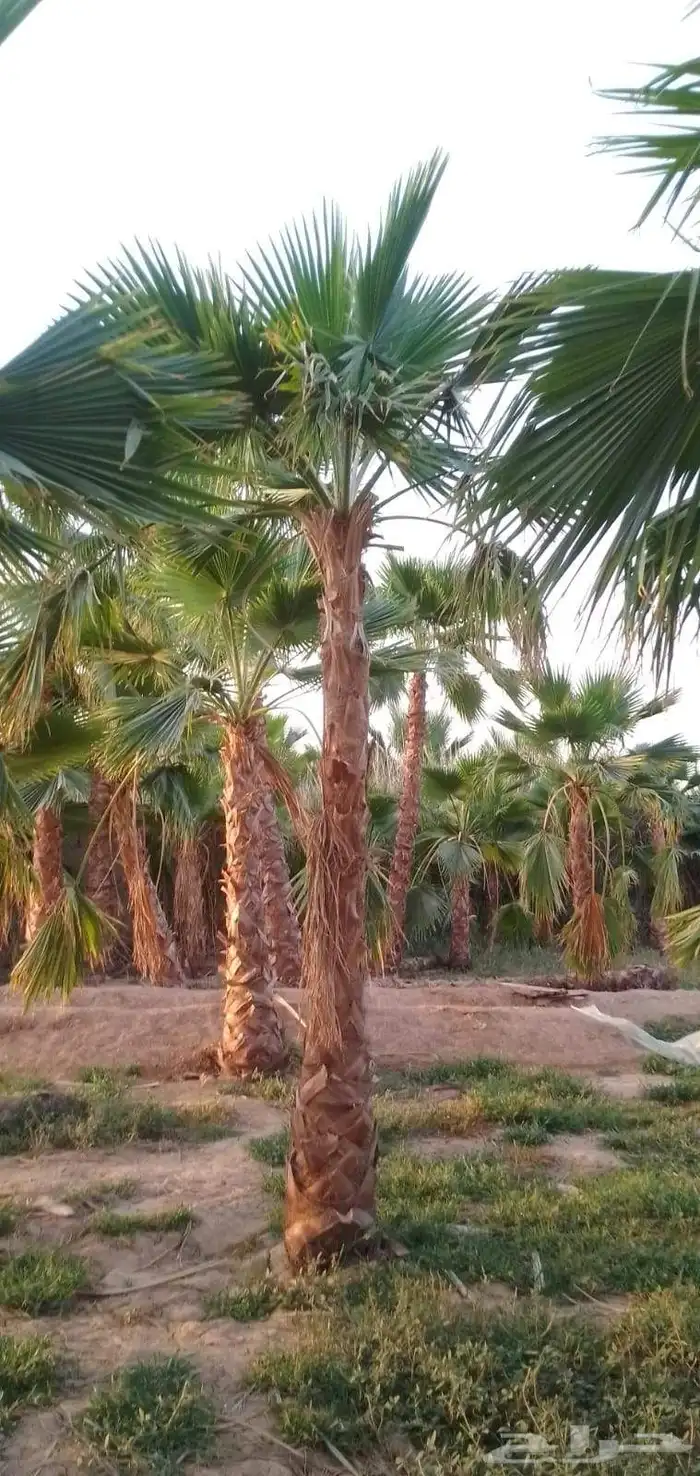 نخل واشنطني واشنطني زينه 5