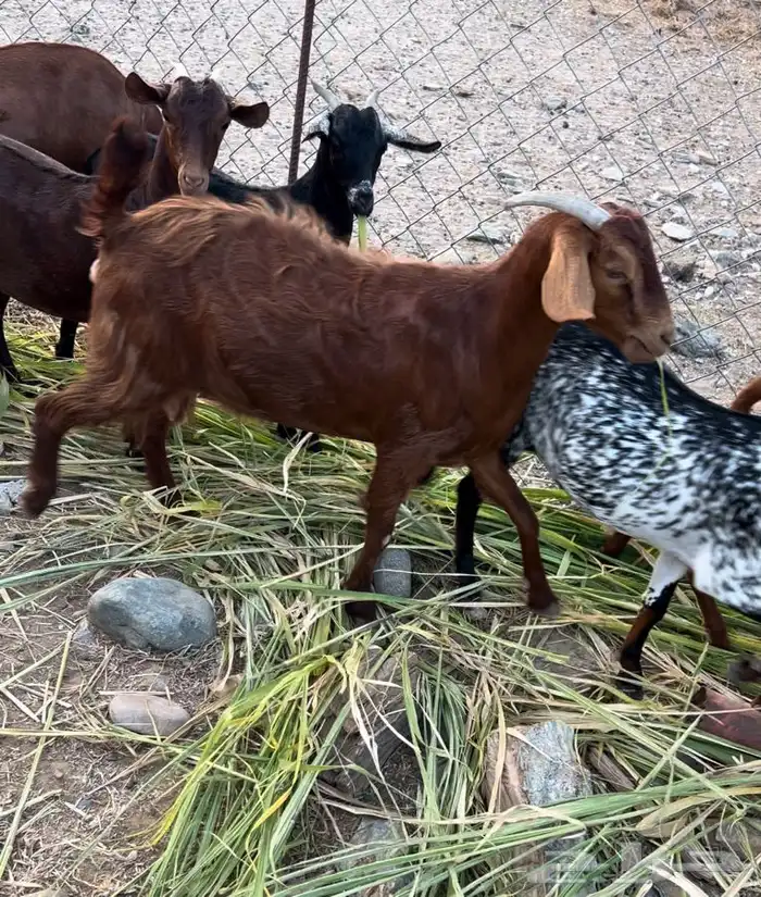 غنم دهم صنف محايليات 8